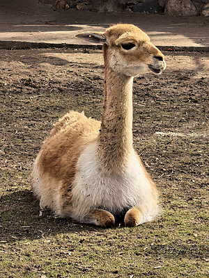 Фотопрогулка по Московскому зоопарку. Дубль 2 Фотопрогулка по Московскому зоопарку. Дубль 2