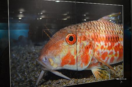 Почему-то не нашла в списке Монако... Почему-то не нашла в списке Монако...