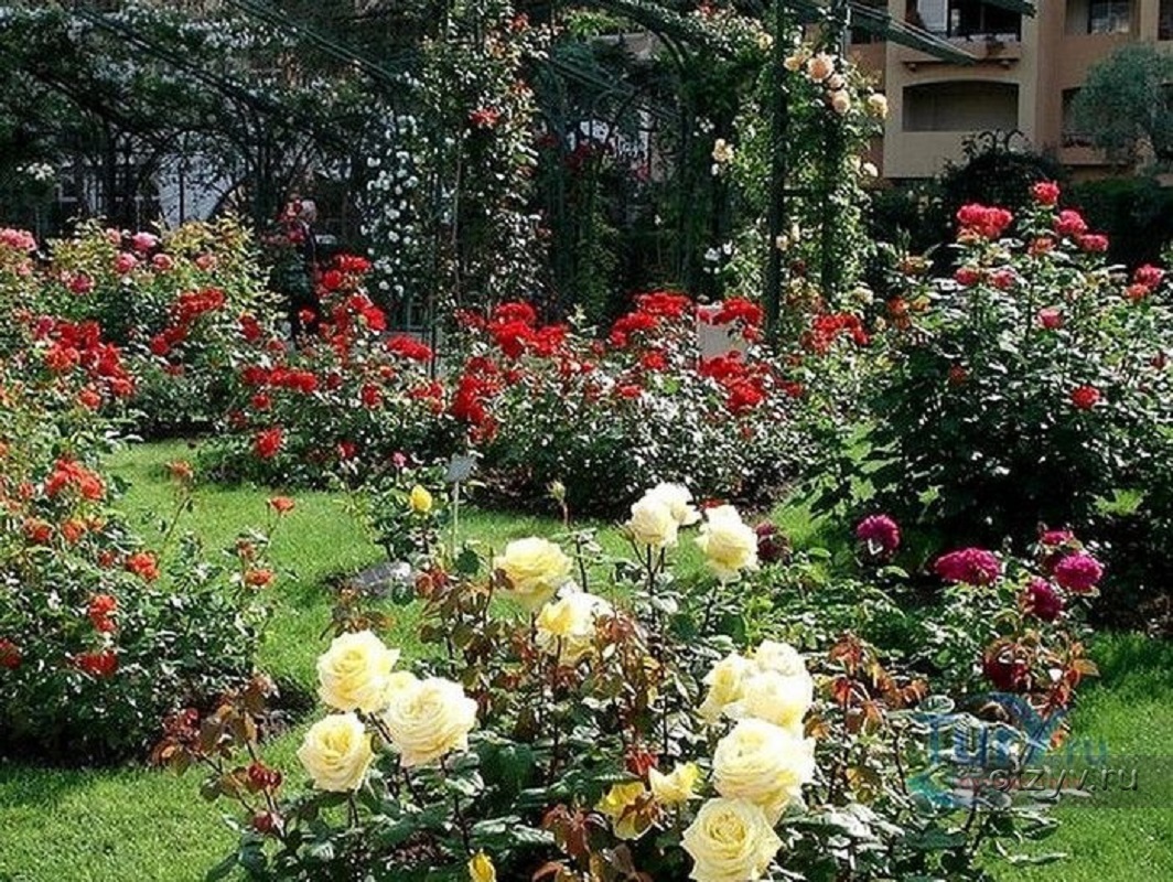 Розы Флорибунда В Ландшафтном Дизайне