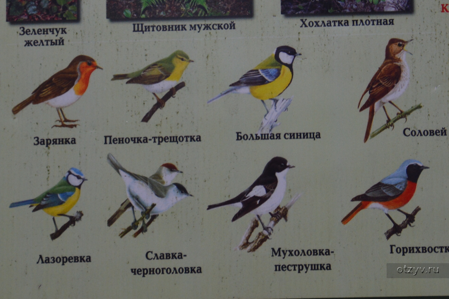 Птицы Костромской Области Фото С Названиями
