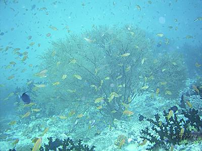 Фото с дайинга. Живые кораллы на глубине порядка 16 м.