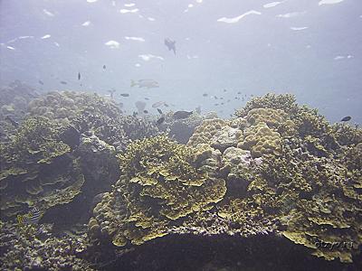 Кораллы на домашнем рифе Эрияду