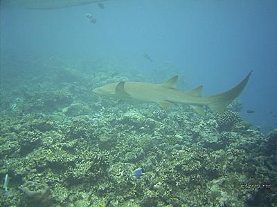 Акула нянька на хауз рифе
