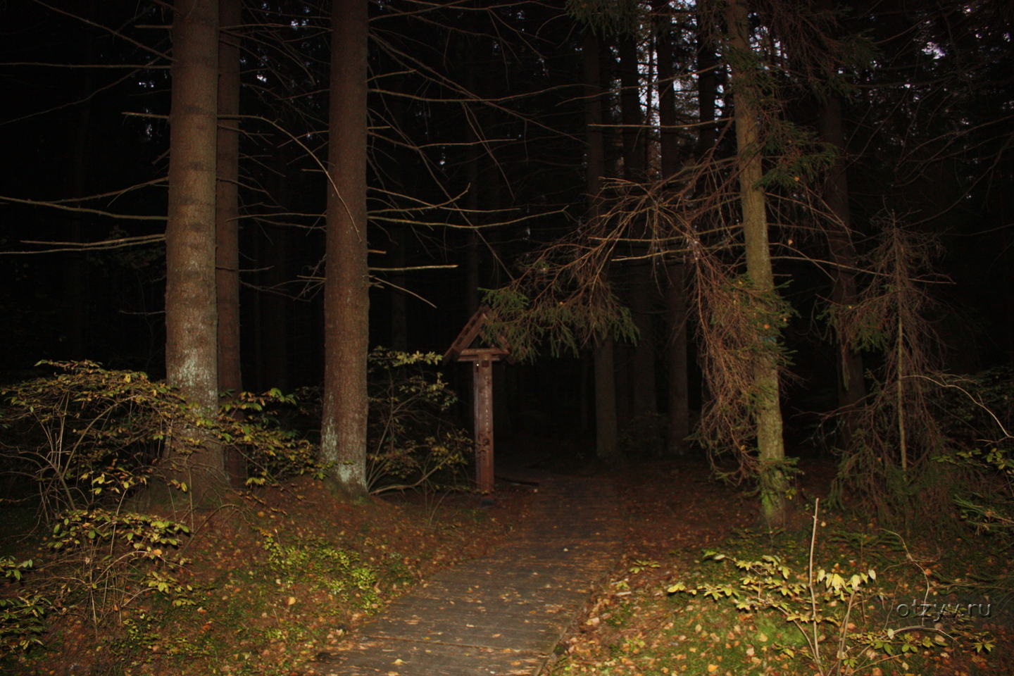 Ночная съемка в лесу