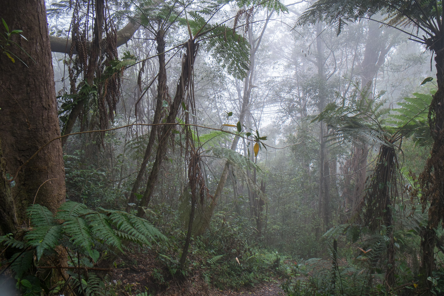Переменно влажные леса температура