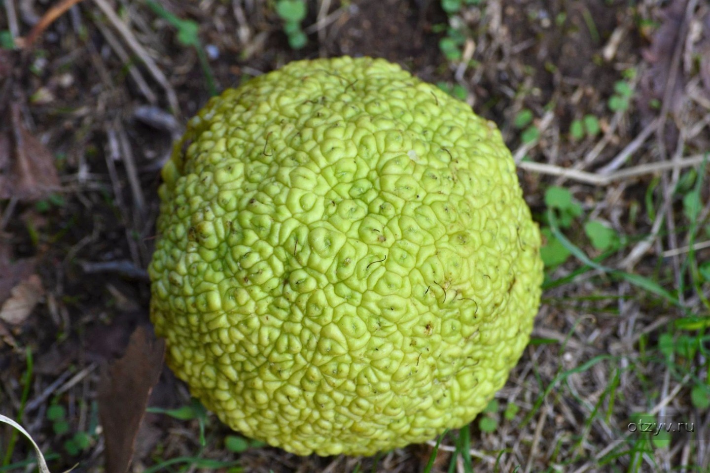 Зеленый пупырчатый плод
