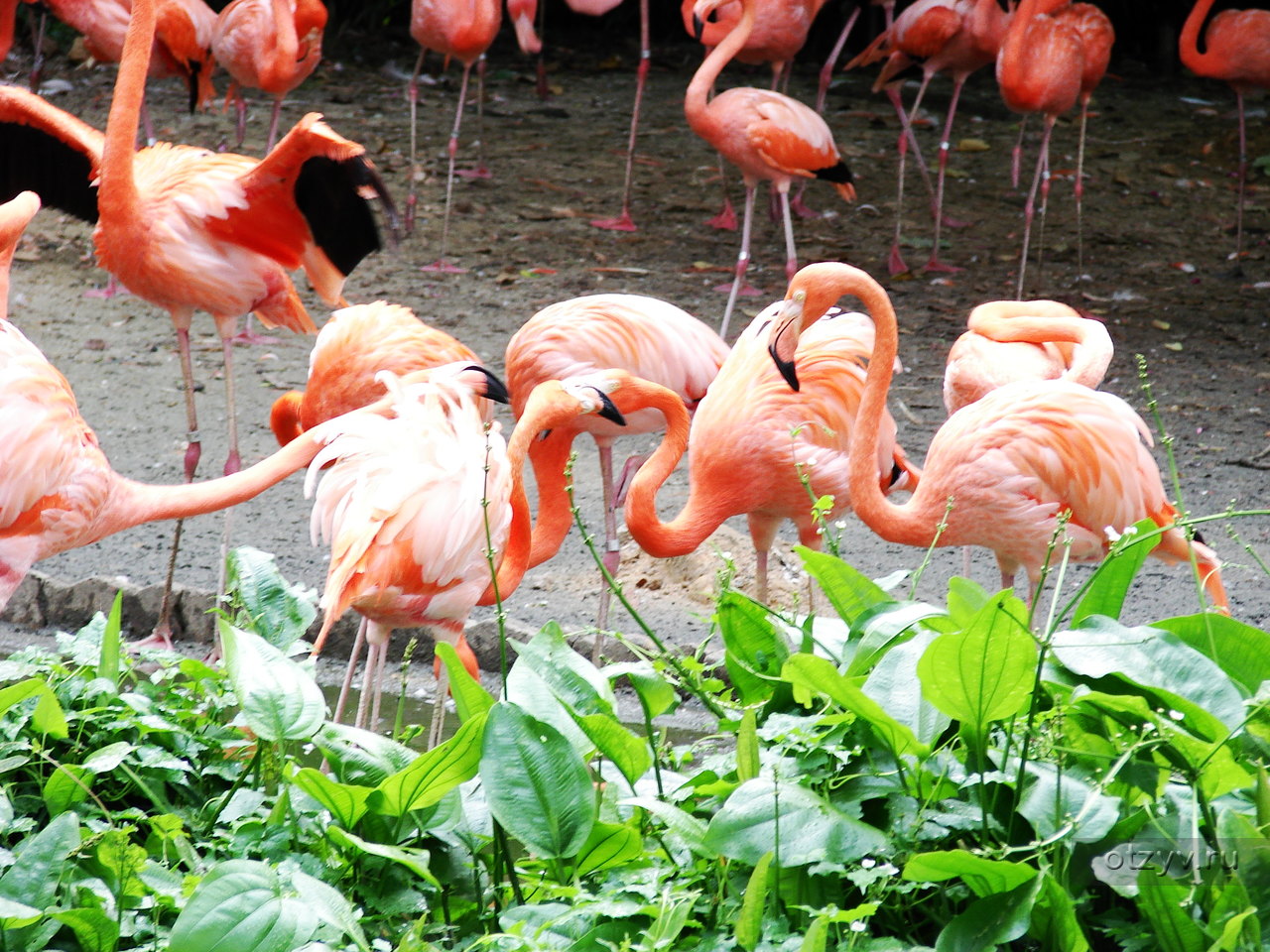 Малинки парк Фламинго