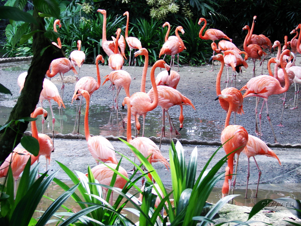 парк птиц в сингапуре