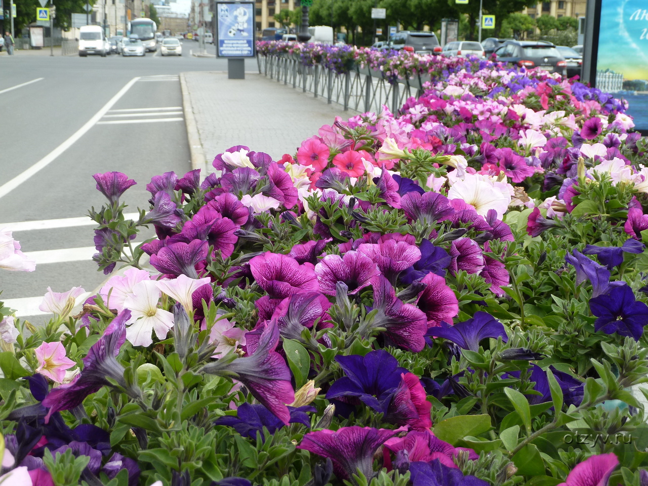 Петербург в цветах