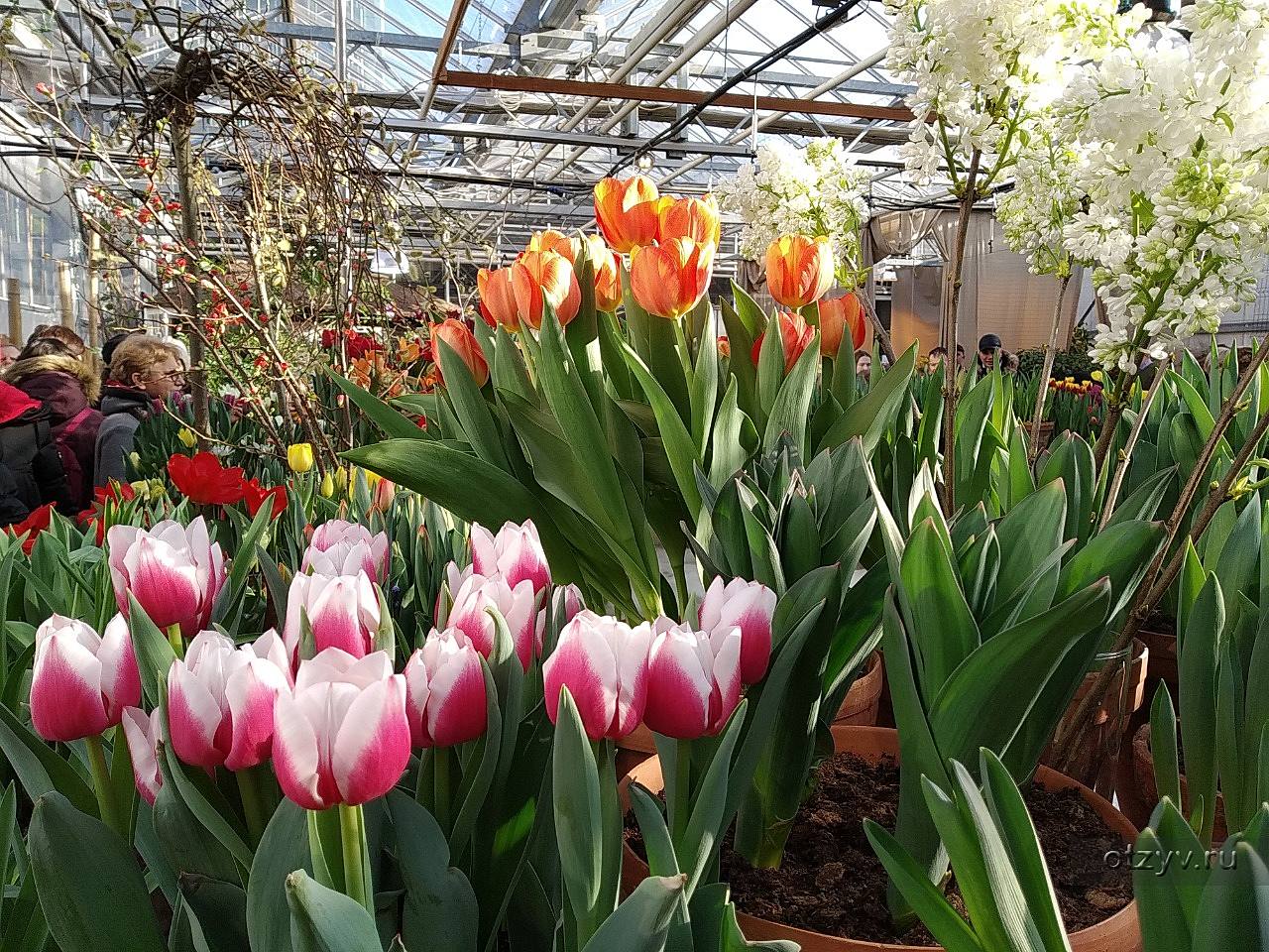 аптекарский огород выставка тюльпанов. выставка тюльпанов вднх. аптекорский огород,"репетиция весны". аптекарский огород мгу тюльпаны. ярмарка тюльпанов.