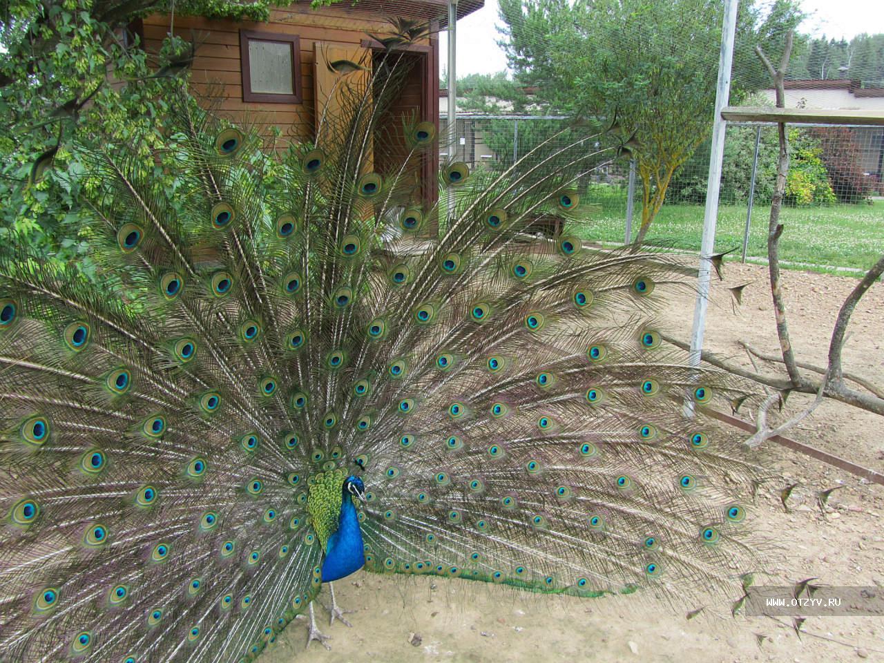 музей птиц в калужской области