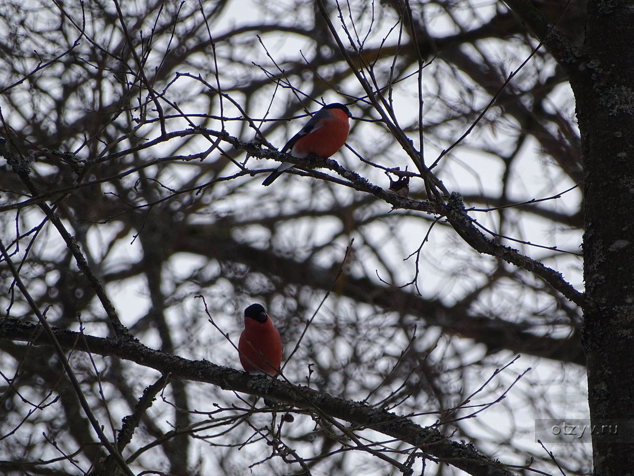 птицы санкт петербурга фото с названиями зимой