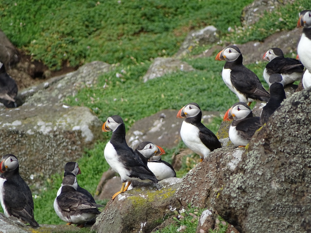 Птицы на шотландских островах