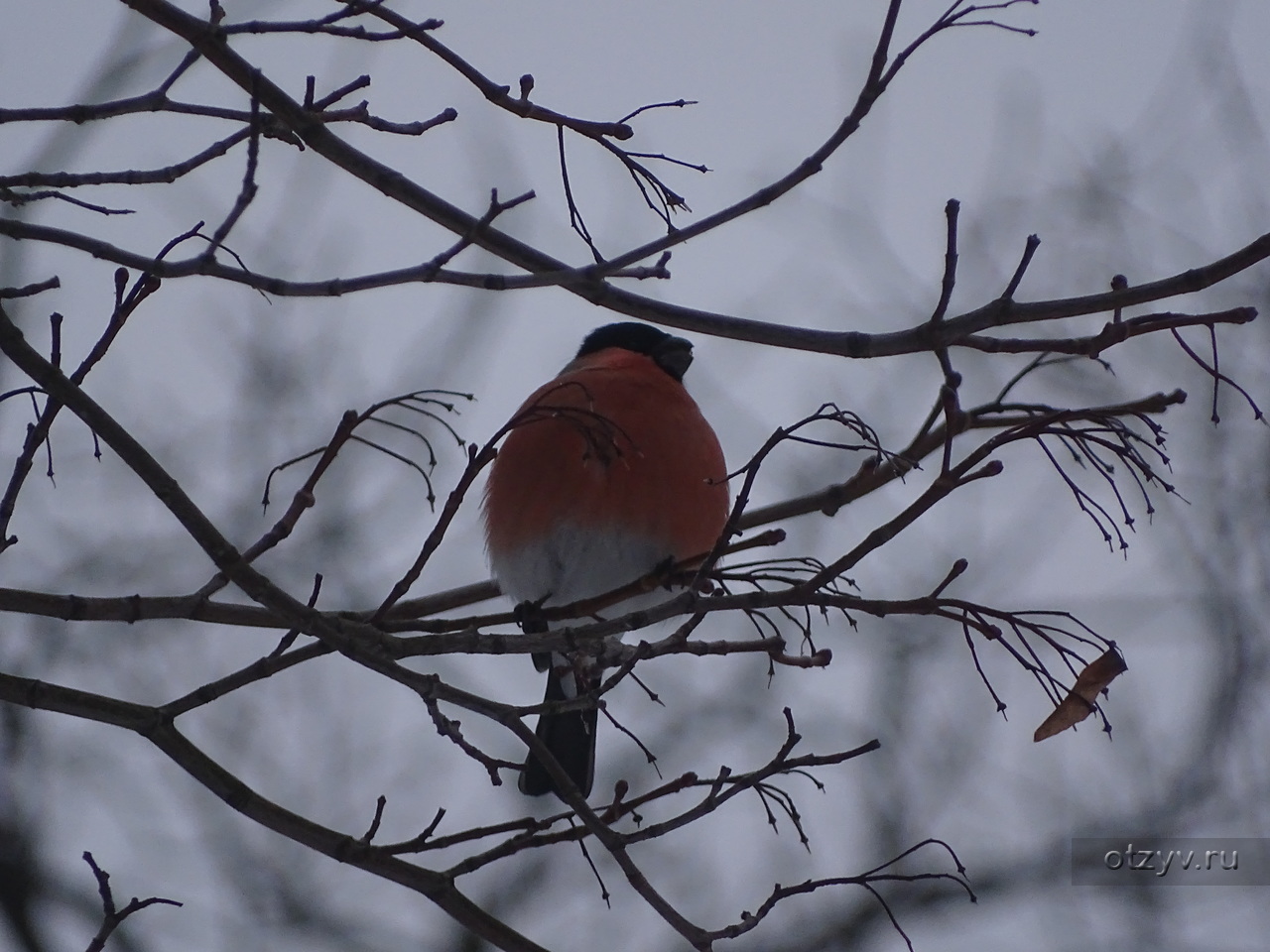 Зимние птицы петербурга. Птицы питера. Дрозды в спб 2022. Клест свиристель. Зимние птицы спб.