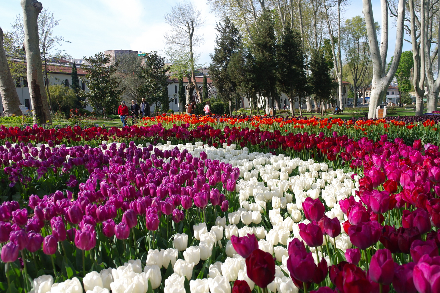Фестиваль тюльпанов в стамбуле на