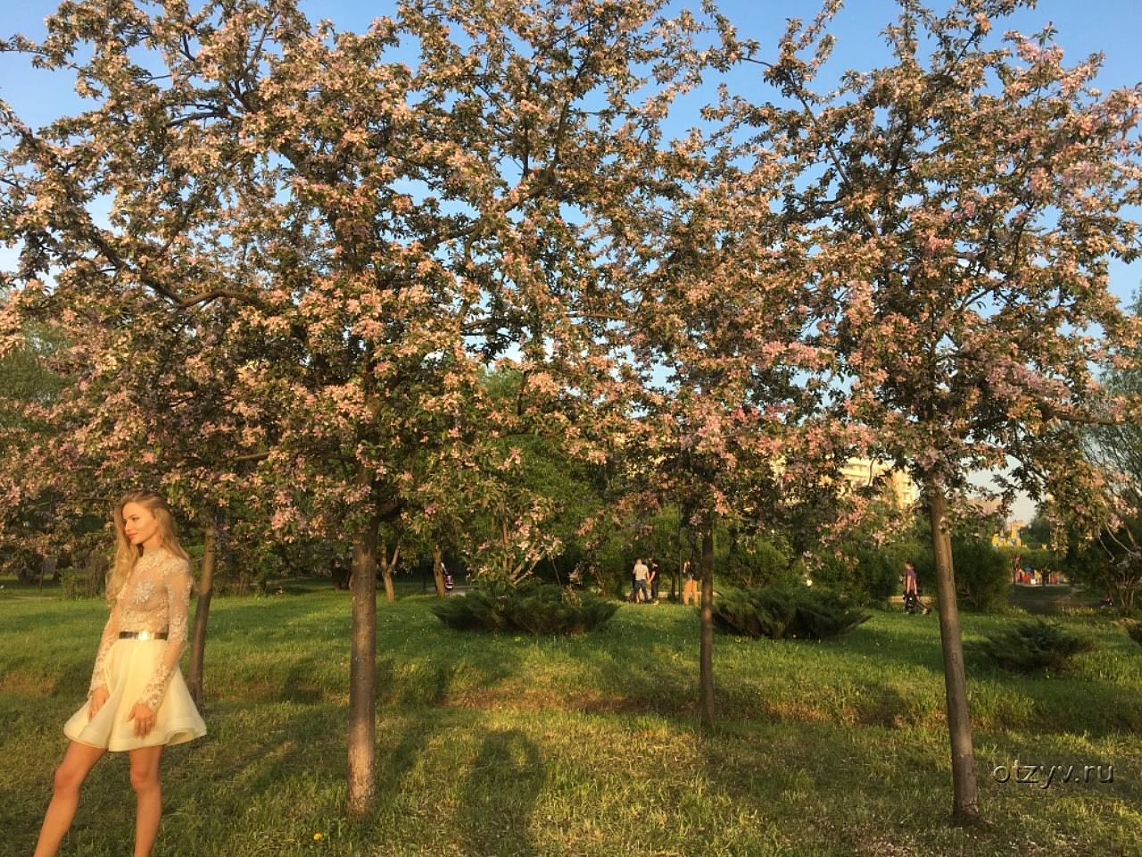 Яблоневый сад в Купчино сейчас