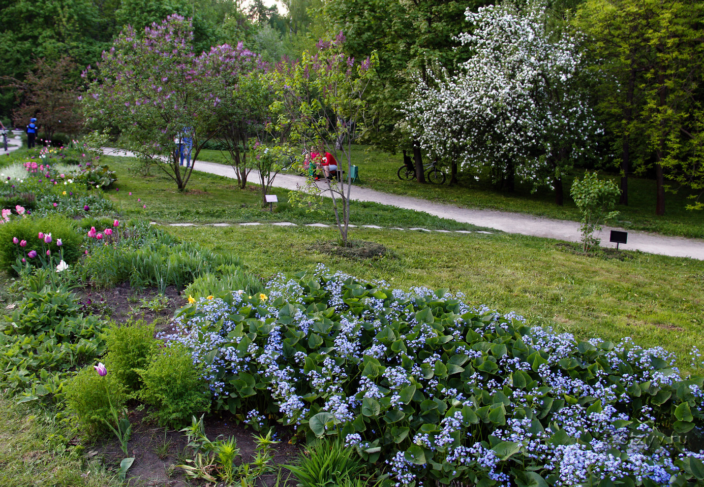 Сиреневый сад Сокольники
