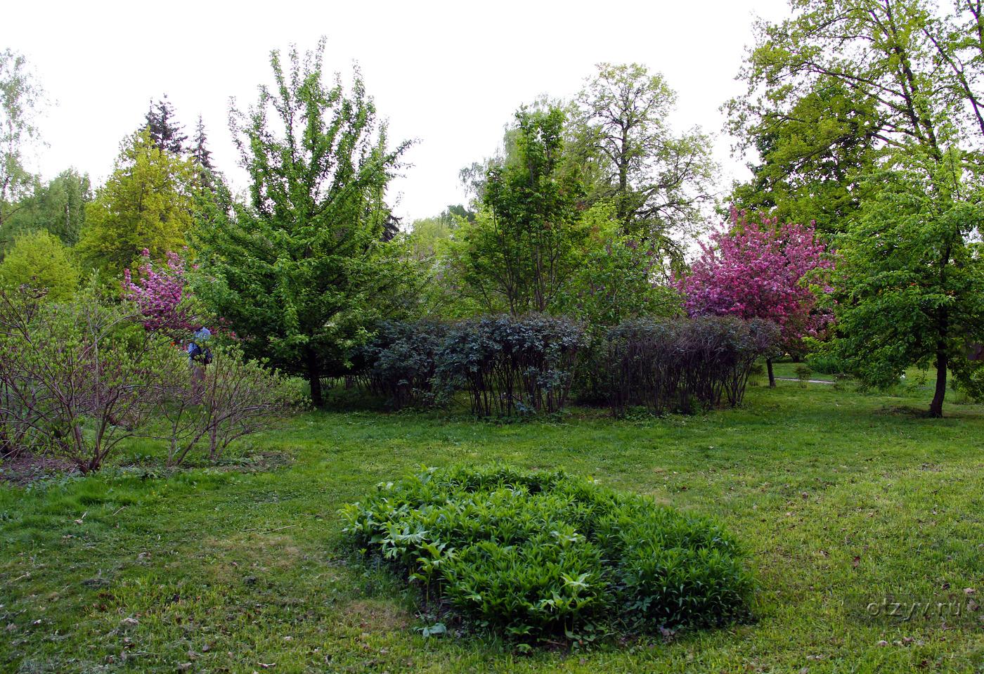 Сиреневый сад в Сокольниках