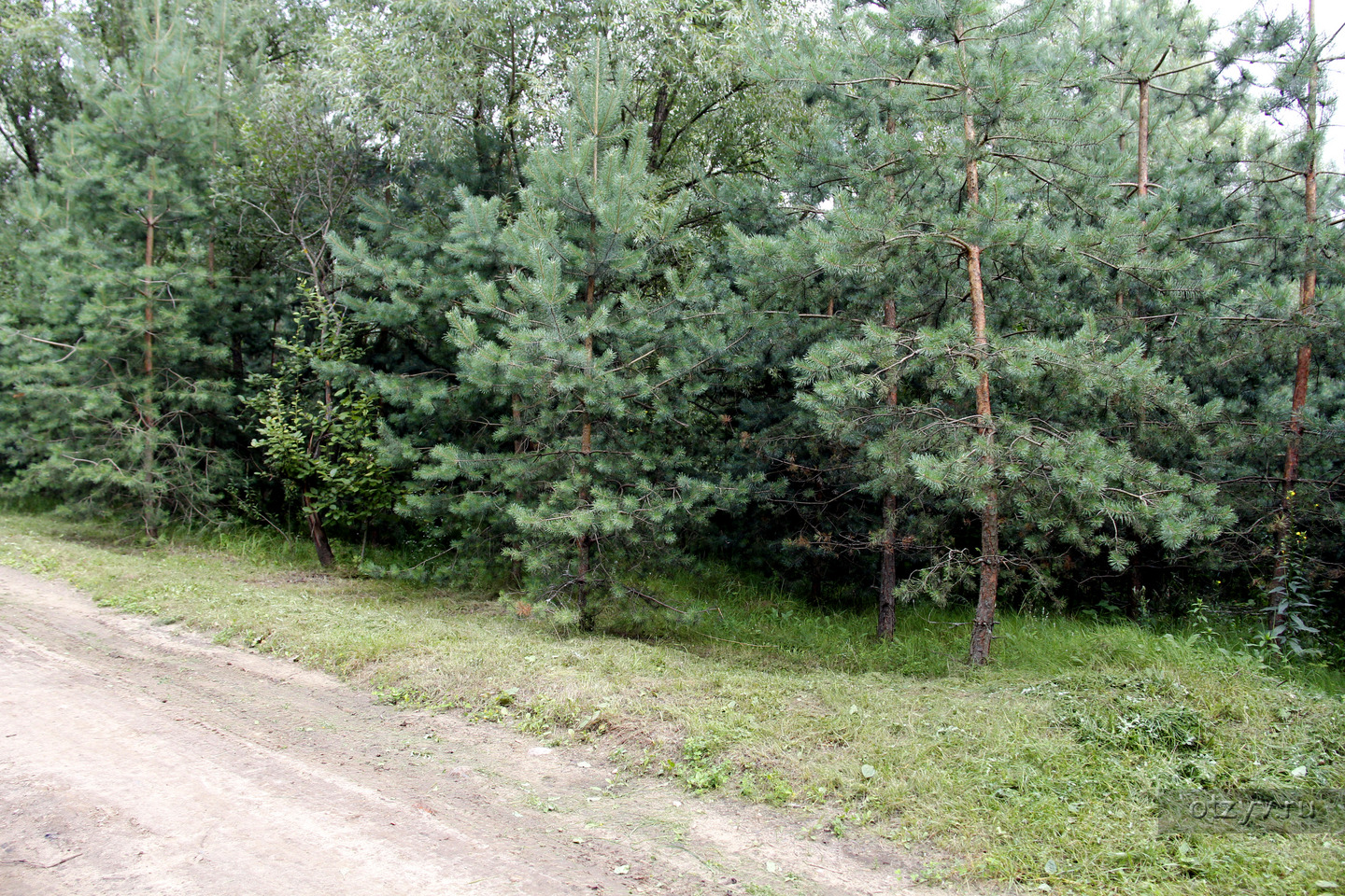 Купить Участок В Серебряном Бору Нижегородской Области