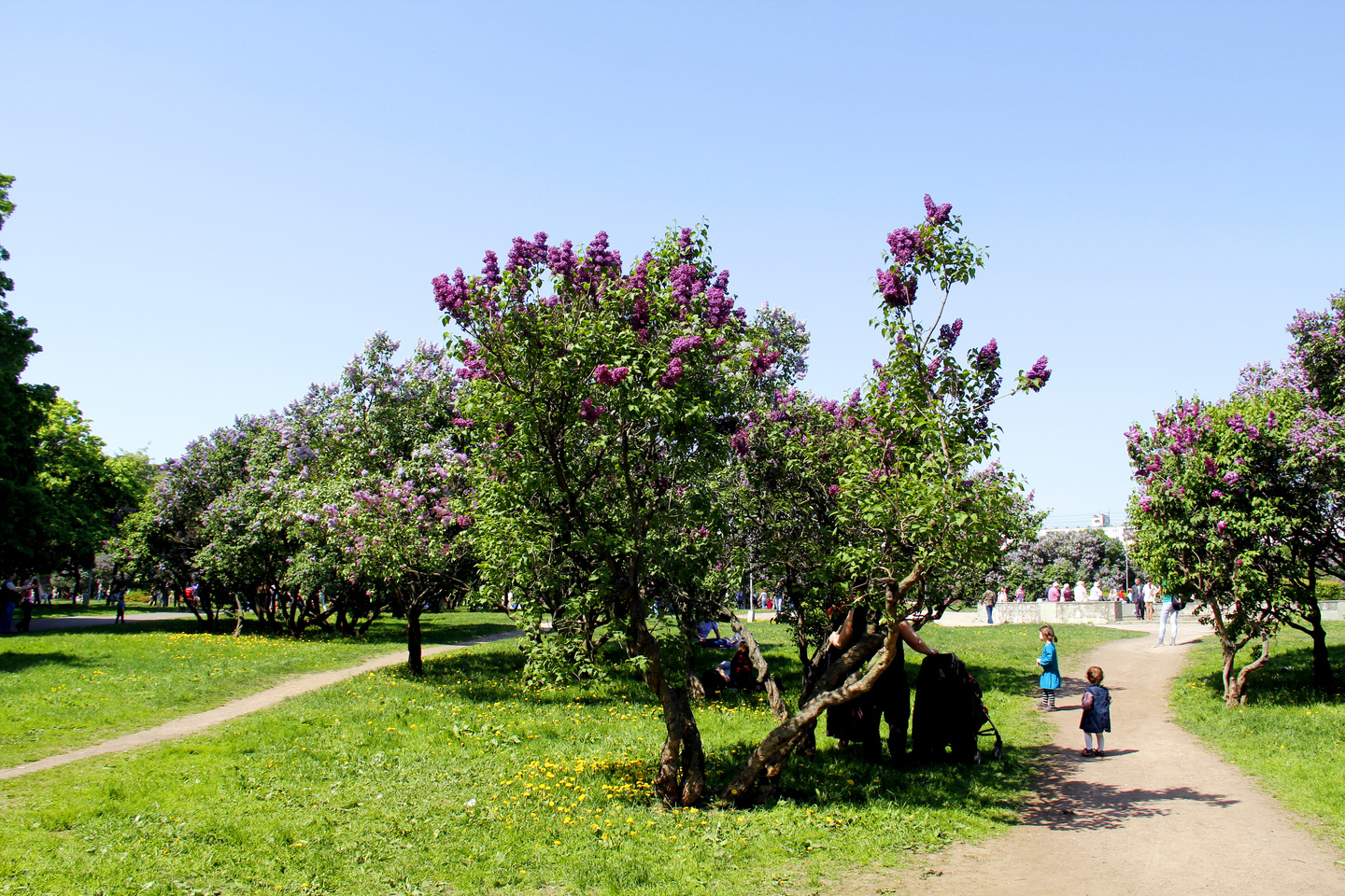 Сиреневый сад в москве фото парка