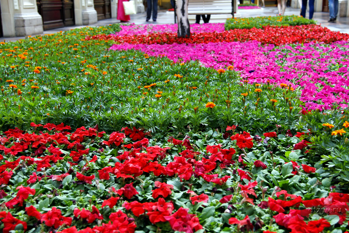 Красная Москва цветы