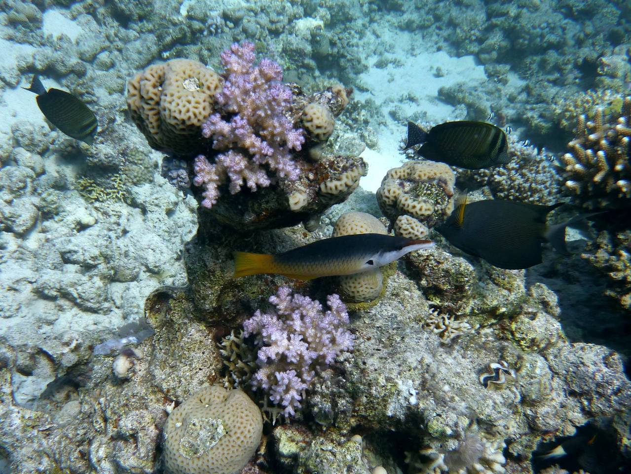 Рыбы красного моря шарм эль шейх фото с названиями и описанием