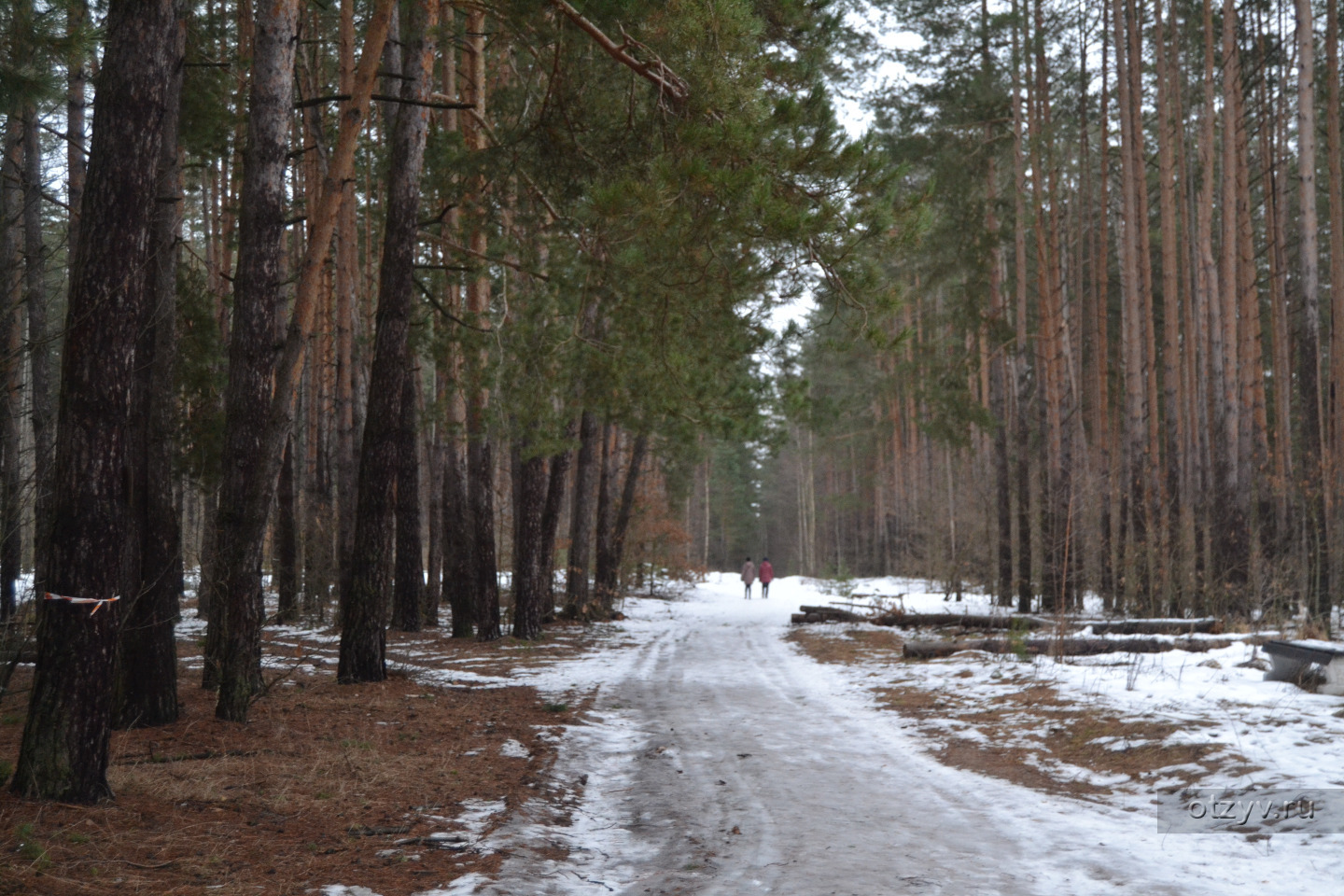Край леса Солотча