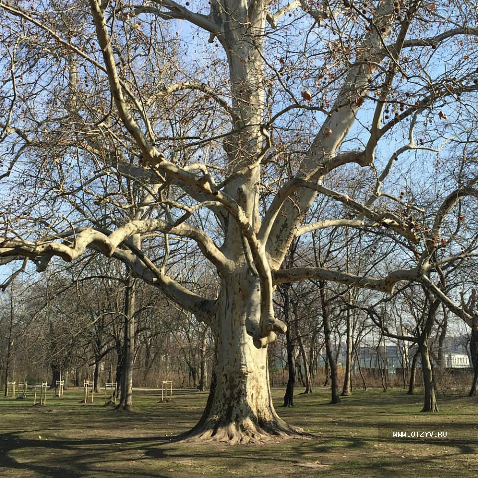 дерево жизни будапешт