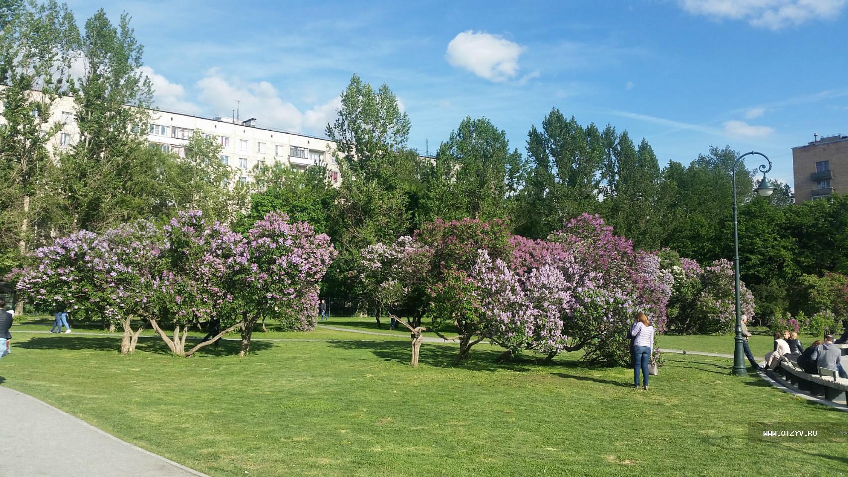 План сиреневого сада в москве