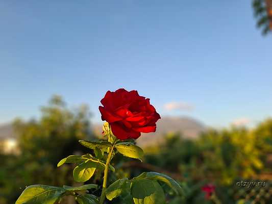 �� ������. ����� ������ ��� ������ �� ������� �� ������