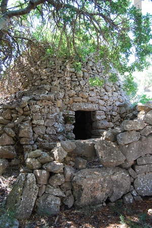 Paljara 