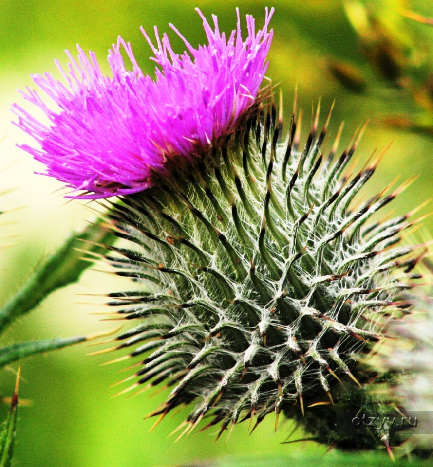 Чертополох Thistle шотландский