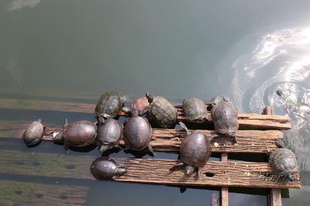 Пруд с черепахами