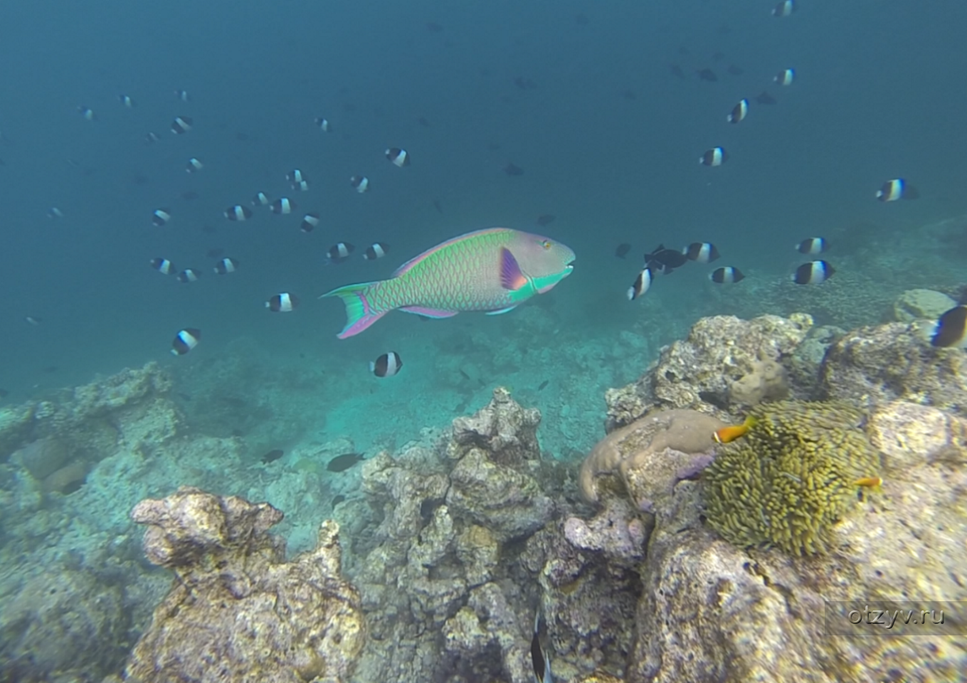 Vilamendhoo Мальдивы