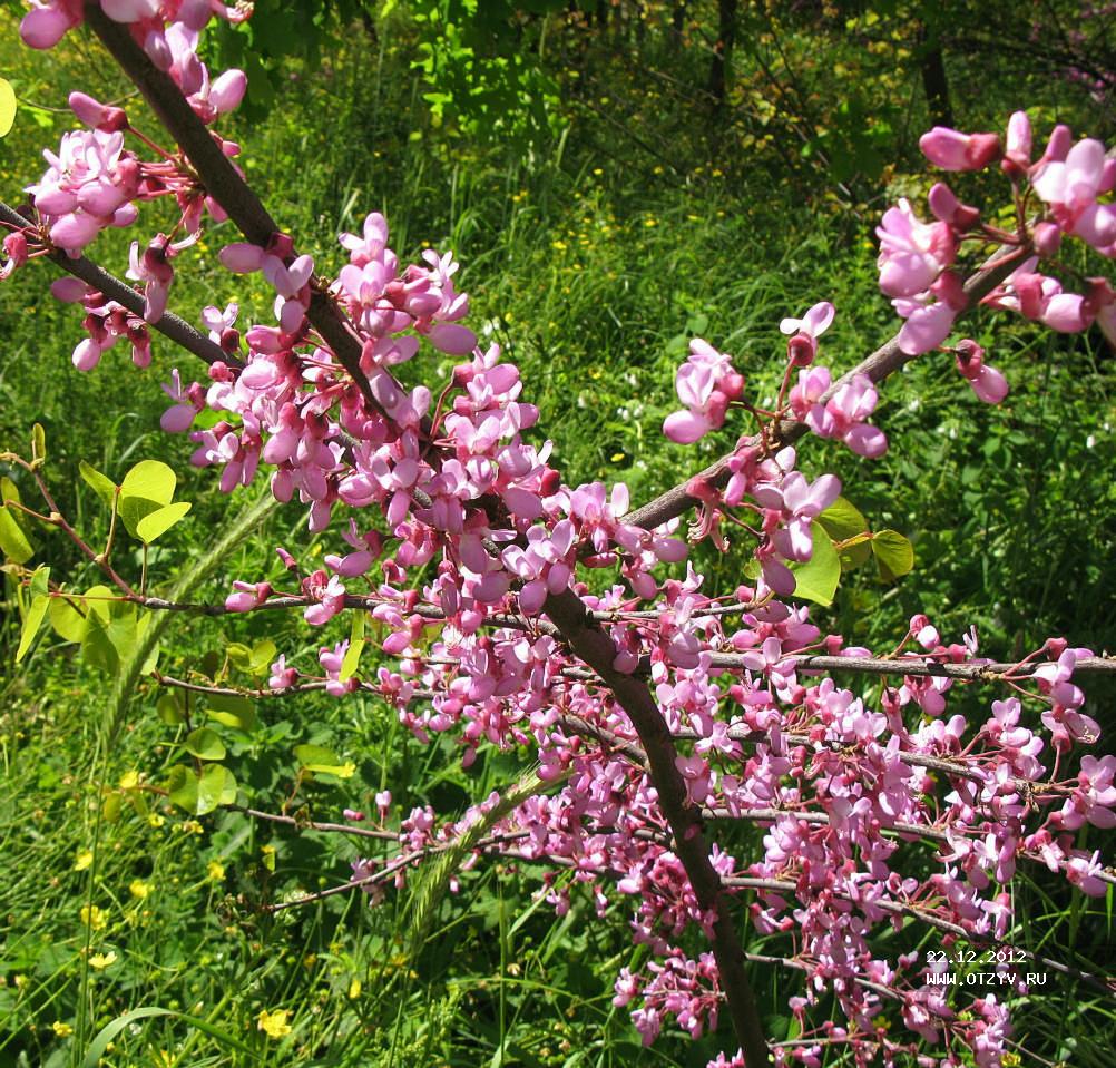 Фисташковое дерево как цветет фото