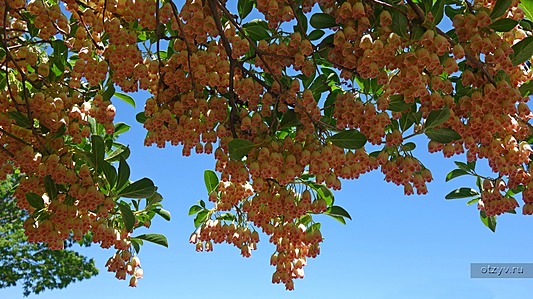 Вулкан Хаконе
