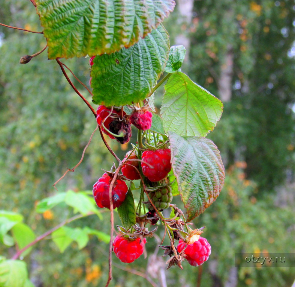 Диево-Городище (13.09.2014) / Ярославская область, Россия / Фотоальбом:  Эна, Ярославль / Стр.40