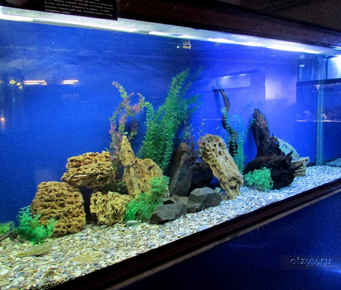 выставка подводный мир. выставка подводный. выставка подводный. тц планета подводная выставка. международная выставка подводного человека.