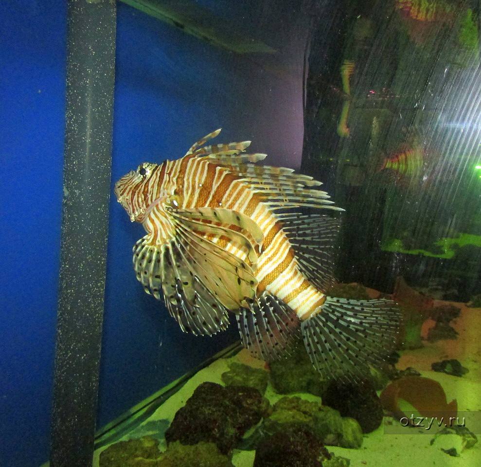 выставка подводный мир курган. выставка рыб в омске наутилус. дикий подводный мир выставка 2022. океанариум барнаул арена. тц рио рыбы.