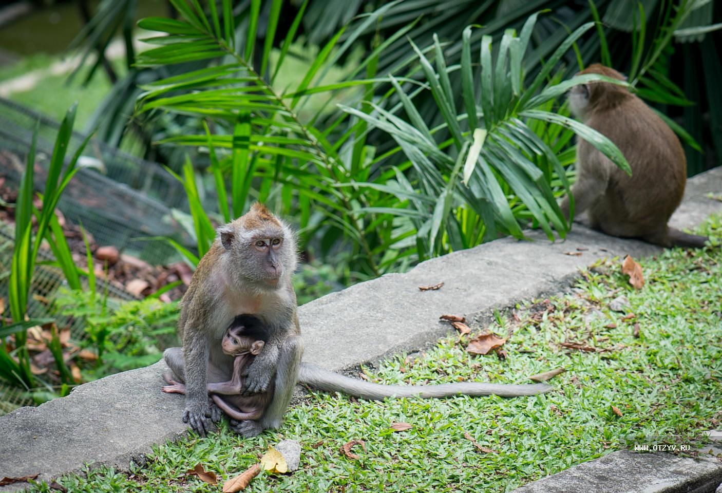зоопарк в куала лумпур