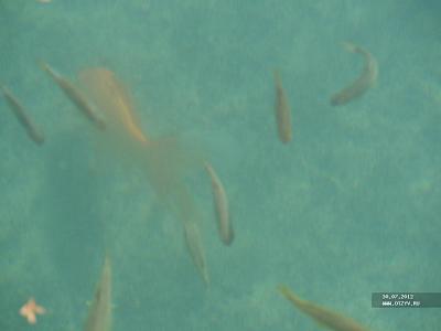 Рыбки в фонтане в Элеуссе.