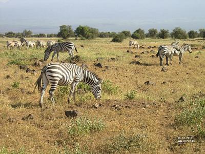 Amboseli первые зебры