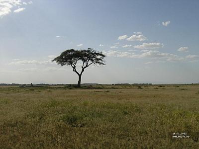 Amboseli типичный пейзаж