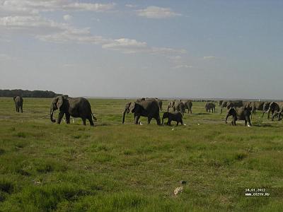 Amboseli первые слоны