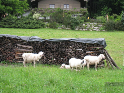 Альпийская пастораль с овечками