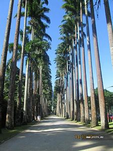 Рио-де-Жанейро. Ботанический сад