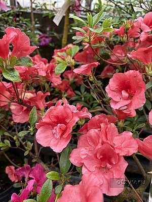 ��� ������. �������� ��������� �������� ������������� ����. 15.04.2026