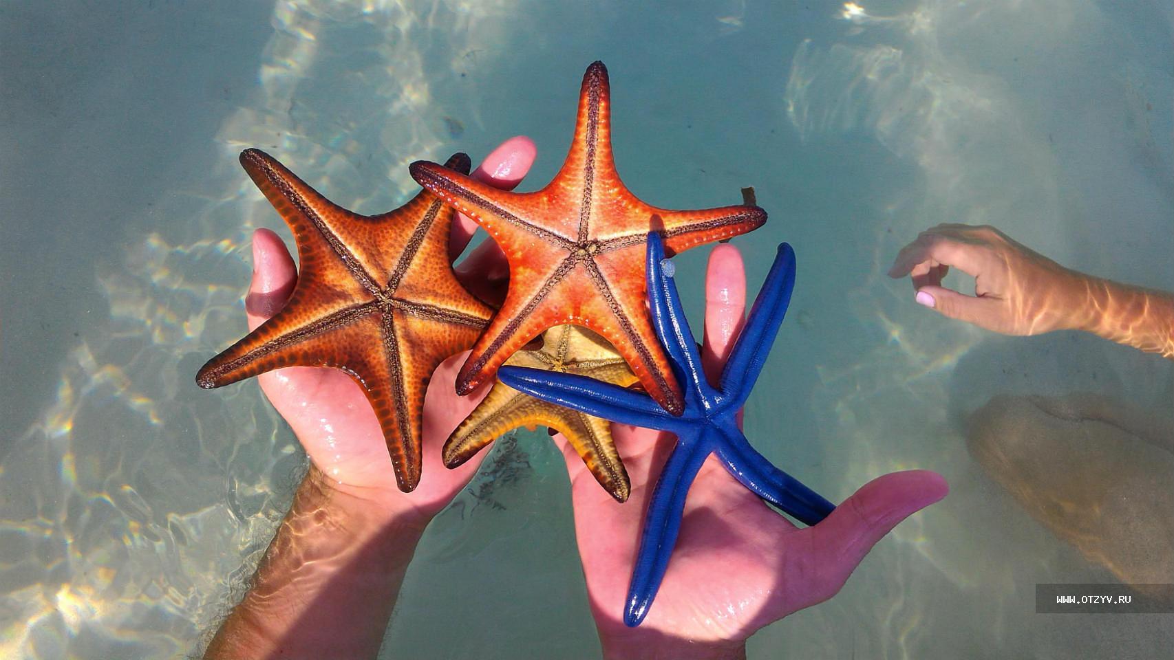 7 звезд морское. Пятилучевая симметрия иглокожих. Морская звезда. Морские звезды в Тайланде. Самая маленькая морская звезда.