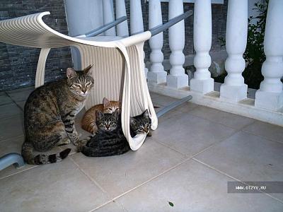 Котики у первого Террас-хауса
