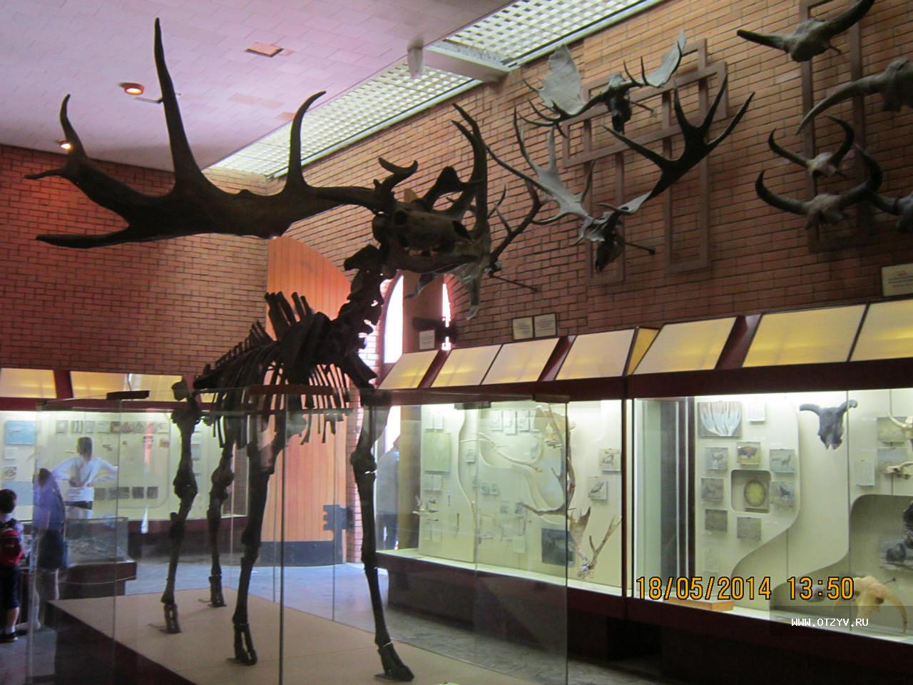 палеонтологический музей москва официальный сайт